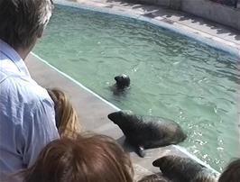 Sea Lions at the Cornish Seal Sanctuary, Gweek